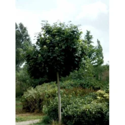 Kugleløn / Kugleahorn Acer Platanoides 'Globosum' Opstammet 180 Cm. 15 Liter Potte,- 2 års Krone -Tilbud Lys Haven Butik mi97 acer platanoides globosum 0680