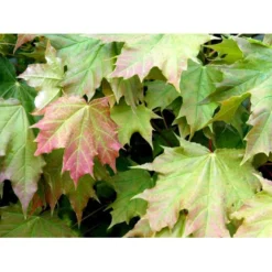 Kugleløn / Kugleahorn Acer Platanoides 'Globosum' Opstammet 180 Cm. 15 Liter Potte,- 2 års Krone -Tilbud Lys Haven Butik mi97 acer platanoides globosum cda1