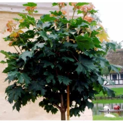 Kugleløn / Kugleahorn Acer Platanoides 'Globosum' Opstammet 180 Cm. 15 Liter Potte,- 2 års Krone -Tilbud Lys Haven Butik mi97 acer platanoides globosum d421