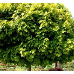 Kugleløn / Kugleahorn Acer Platanoides 'Globosum' Opstammet 180 Cm. 15 Liter Potte,- 2 års Krone -Tilbud Lys Haven Butik mi97 acer platanoides globosum ef2d