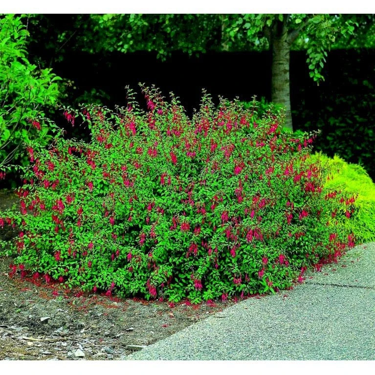 Fuchsia 'Georg' Fuchsia Magellanica 'Georg' 5 Liter Potte 1 Fuchsia 'Georg' Fuchsia Magellanica 'Georg' 5 Liter Potte