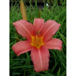 Daglilje 'Pink Damask' Hemerocallis 'Pink Damask' Potte 2 Liter. -Tilbud Lys Haven Butik p1025 40734 hemerocallis pink damask 96d2
