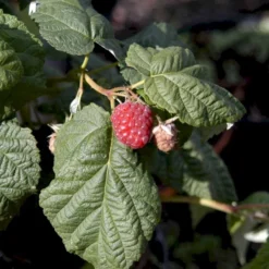 Efterårs Hindbær 'Autumn Bliss'® Rubus Idaeus 'Autumn Bliss'® Barrods,- 8-10 Mm. Rodhals. -Tilbud Lys Haven Butik p1048 48837 rubus idaeus autumn bliss d57e