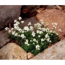 Gemsekarse Hutchinsia Alpina 10 Cm. Potte