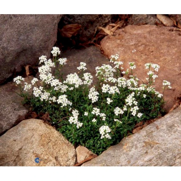 Gemsekarse Hutchinsia Alpina 10 Cm. Potte 1 Gemsekarse Hutchinsia Alpina 10 Cm. Potte