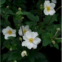 Høstanemone 'Honorine Jobert' Anemone Japonica 'Honorine Jobert' 1 Liter Potte