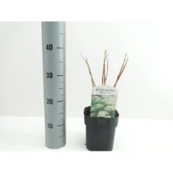 Træagtig Hortensia 'Annabelle' Hydrangea Arborescens 'Annabelle' Potte 2,0 Liter,- 30-40 Cm.