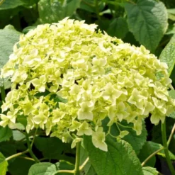 Træagtig Hortensia 'Annabelle' Hydrangea Arborescens 'Annabelle' Potte 2,0 Liter,- 30-40 Cm. -Tilbud Lys Haven Butik p1092 47353 hydrangea arborescens annabelle 31d0