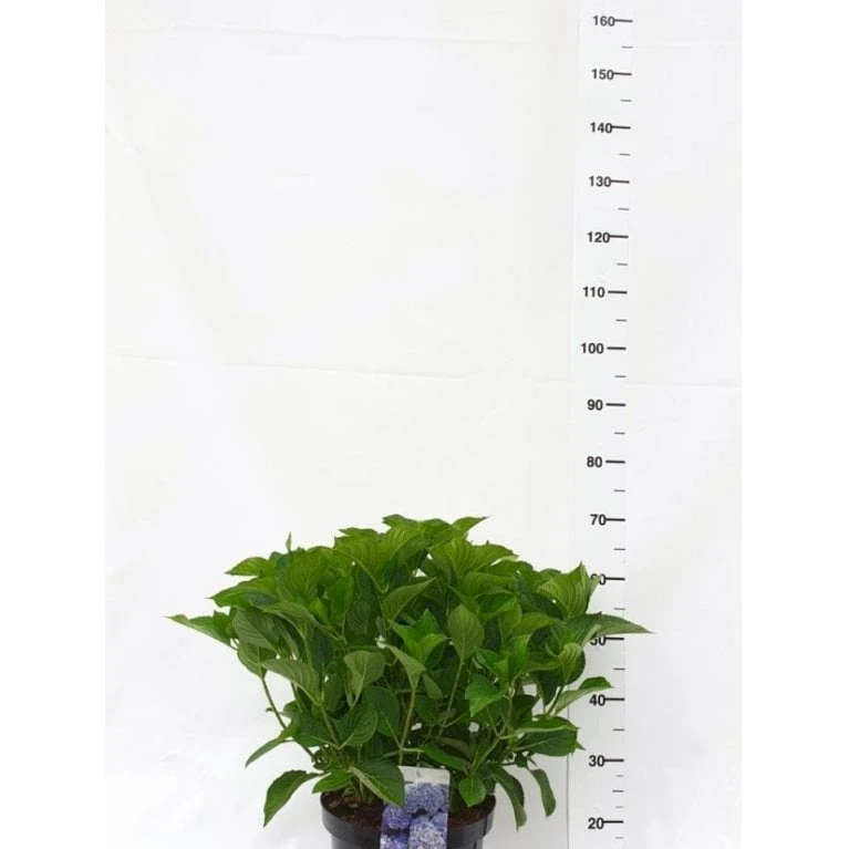 Hortensia 'Bodensee' Hydrangea Macrophylla 'Bodensee' Potte 10 Liter,- 40-50 Cm. 1 Hortensia 'Bodensee' Hydrangea Macrophylla 'Bodensee' Potte 10 Liter,- 40-50 Cm.