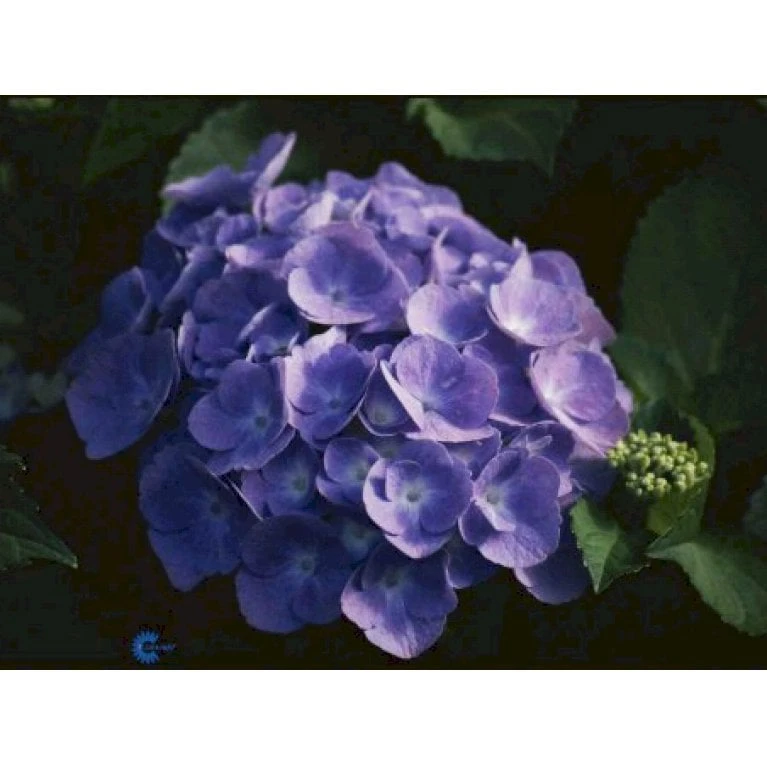 Hortensia 'Bodensee' Hydrangea Macrophylla 'Bodensee' Potte 10 Liter,- 40-50 Cm. 2 Hortensia 'Bodensee' Hydrangea Macrophylla 'Bodensee' Potte 10 Liter,- 40-50 Cm. - Billede 2