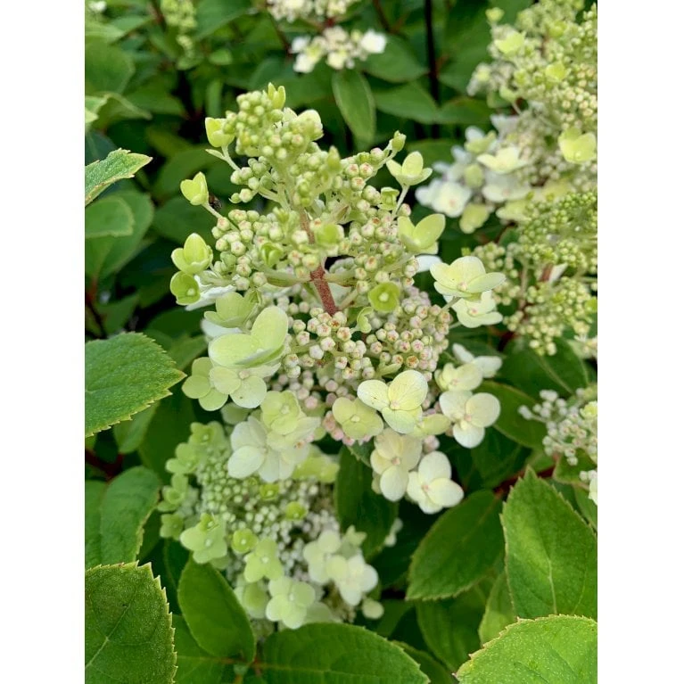 Syrén-Hortensia 'Kyushu' Hydrangea Paniculata 'Kyushu' Potte 2,0 Liter,- 30-40 Cm. 1 Syrén-Hortensia 'Kyushu' Hydrangea Paniculata 'Kyushu' Potte 2,0 Liter,- 30-40 Cm.