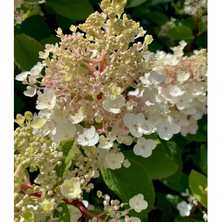 Syrén-Hortensia 'Kyushu' Hydrangea Paniculata 'Kyushu' Potte 2,0 Liter,- 30-40 Cm. 4 Syrén-Hortensia 'Kyushu' Hydrangea Paniculata 'Kyushu' Potte 2,0 Liter,- 30-40 Cm. - Billede 4
