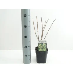 Syrén-Hortensia 'Kyushu' Hydrangea Paniculata 'Kyushu' Potte 2,0 Liter,- 30-40 Cm. 12 Syrén-Hortensia 'Kyushu' Hydrangea Paniculata 'Kyushu' Potte 2,0 Liter,- 30-40 Cm. -Tilbud Lys Haven Butik p1103 38446 image 1c97