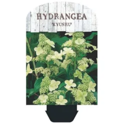 Syrén-Hortensia 'Kyushu' Hydrangea Paniculata 'Kyushu' Potte 2,0 Liter,- 30-40 Cm. 13 Syrén-Hortensia 'Kyushu' Hydrangea Paniculata 'Kyushu' Potte 2,0 Liter,- 30-40 Cm. -Tilbud Lys Haven Butik p1103 38447 image 196b