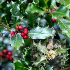 Kristtorn Ilex Aquifolium Med Klump,- 150-175 Cm.
