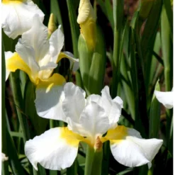 Sibirisk Iris 'Snow Queen' Iris Sibirica 'Snow Queen' 1 Liter Potte
