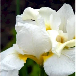 Sibirisk Iris 'Snow Queen' Iris Sibirica 'Snow Queen' 1 Liter Potte -Tilbud Lys Haven Butik p1161 37967 iris sibirica snow queen 009d