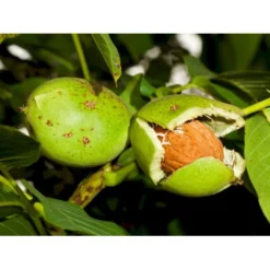 Almindelig Valnød Juglans Regia Heister 200-250 Cm. Med Potte -Tilbud Lys Haven Butik p1165 8159 juglans regia 144b