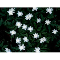 Skovanemone 'Brachteata Plena' Anemone Nemorosa 'Brachteata Plena' 10 Cm. Potte