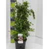 Dronningebusk 'Pink Cloud' Kolkwitzia Amabilis 'Pink Cloud' Potte 7,5 Liter 80-100 Cm.