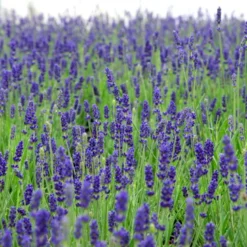 Lavendel 'Hidcote Blue' Lavandula Angustifolia 'Hidcote Blue' Med Potte, Kompakte, 10 Cm. Potte