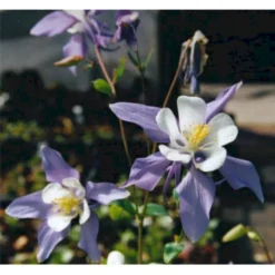 Langsporet Akeleje 'Blue Star' Aquilegia Caerulea 'Blue Star' 1 Liter Potte