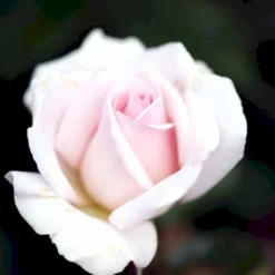 'A White Shade Of Pale' Rosa X 'A White Shade Of Pale' (Storblomstrende) A-Kvalitet,- Barrods Roser Min. 3 Grene -Tilbud Lys Haven Butik p12749 51193 rosa x a white shade of pale e288