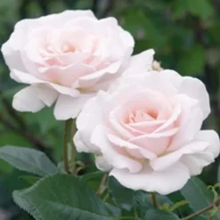 'A White Shade Of Pale' Rosa X 'A White Shade Of Pale' (Storblomstrende) A-Kvalitet,- Barrods Roser Min. 3 Grene -Tilbud Lys Haven Butik p12749 51194 rosa x a white shade of pale c27f