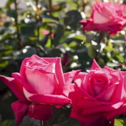 'Acapella'® Rosa X 'Acapella'® (Storblomstrende) A-Kvalitet,- Barrods Roser Min. 3 Grene -Tilbud Lys Haven Butik p12750 54004 rosa x acapella storblomstrende 52de