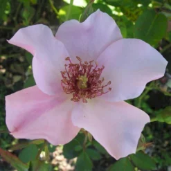 'Dainty Bess' Rosa X 'Dainty Bess' (storblomstrende) A-Kvalitet,- Barrods Roser Min. 3 Grene