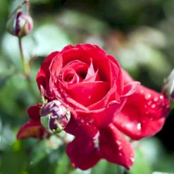 'Isabella Rossellini'™ Rosa X 'Isabella Rossellini'™ (Storblomstrende) A-Kvalitet,- Barrods Roser Min. 3 Grene -Tilbud Lys Haven Butik p12759 51304 rosa x isabella rossellini storblomstrende 02c0