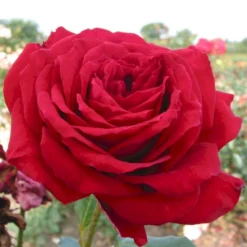 'Isabella Rossellini'™ Rosa X 'Isabella Rossellini'™ (Storblomstrende) A-Kvalitet,- Barrods Roser Min. 3 Grene -Tilbud Lys Haven Butik p12759 51305 rosa x isabella rossellini storblomstrende 293f