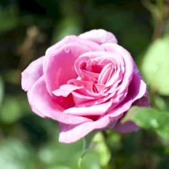 'Lady Like'® Rosa X 'Lady Like'® (Storblomstrende) A-Kvalitet,- Barrods Roser Min. 3 Grene