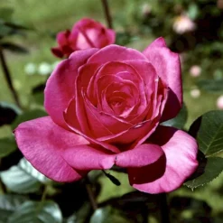 'Lady Like'® Rosa X 'Lady Like'® (Storblomstrende) A-Kvalitet,- Barrods Roser Min. 3 Grene -Tilbud Lys Haven Butik p12763 51318 rosa x lady like storblomstrende 38f8