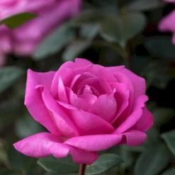 'Lady Like'® Rosa X 'Lady Like'® (Storblomstrende) A-Kvalitet,- Barrods Roser Min. 3 Grene -Tilbud Lys Haven Butik p12763 53980 rosa x lady like storblomstrende bd6a