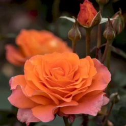 'Tea Time'® Rosa X 'Tea Time'® (Storblomstrende) A-Kvalitet,- Barrods Roser Min. 3 Grene -Tilbud Lys Haven Butik p12774 53993 rosa x tea time storblomstrende 9e2a