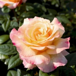 'Aquarell'® Rosa X 'Aquarell'® (Storblomstrende) A-Kvalitet,- Barrods Roser Min. 3 Grene -Tilbud Lys Haven Butik p12779 54006 rosa x aquarell storblomstrende b254