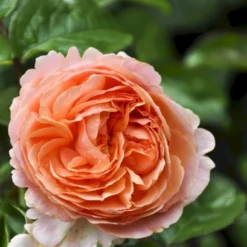 'Chippendale'® Rosa X 'Chippendale'® (Storblomstrende) A-Kvalitet,- Barrods Roser Min. 3 Grene