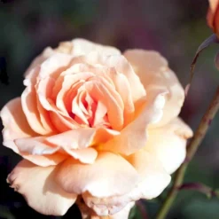 'Clodagh Mc.Gredy' Rosa X 'Clodagh Mc.Gredy' (storblomstrende) A-Kvalitet,- Barrods Roser Min. 3 Grene