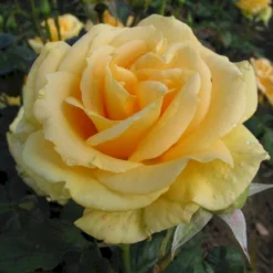 'Wonderful'™ Rosa X 'Wonderful'™ (Storblomstrende) A-Kvalitet,- Barrods Roser Min. 3 Grene