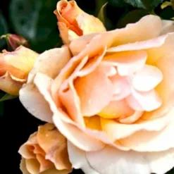 'Aprikola'® Rosa X 'Aprikola'® (Buketrose) A-Kvalitet,- Barrods Roser Min. 3 Grene