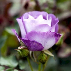 'Blue For You' Rosa X 'Blue For You' (Buketrose) A-Kvalitet,- Barrods Roser Min. 3 Grene -Tilbud Lys Haven Butik p12812 51443 rosa x blue for you buketrose c830