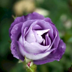 'Blue For You' Rosa X 'Blue For You' (Buketrose) A-Kvalitet,- Barrods Roser Min. 3 Grene -Tilbud Lys Haven Butik p12812 51444 rosa x blue for you buketrose 4ce5