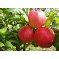 Æble 'Collina' Malus X 'Collina' 4-8 Grene. 120-160 Cm. Potte, (M7) -Tilbud Lys Haven Butik p12815 7533 malus x collina 866e