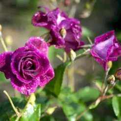 'Burgundy Ice' Rosa X 'Burgundy Ice' (Buketrose) A-Kvalitet,- Barrods Roser Min. 3 Grene -Tilbud Lys Haven Butik p12818 51452 rosa x burgundy ice buketrose 088d