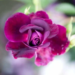 'Burgundy Ice' Rosa X 'Burgundy Ice' (Buketrose) A-Kvalitet,- Barrods Roser Min. 3 Grene -Tilbud Lys Haven Butik p12818 51453 rosa x burgundy ice buketrose c146