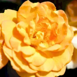 'Goldelse'® Rosa X 'Goldelse'® (Buketrose) A-Kvalitet,- Barrods Roser Min. 3 Grene -Tilbud Lys Haven Butik p12826 51510 rosa x goldelse buketrose e1c7