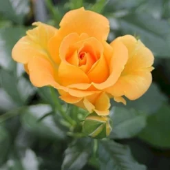 'Goldelse'® Rosa X 'Goldelse'® (Buketrose) A-Kvalitet,- Barrods Roser Min. 3 Grene -Tilbud Lys Haven Butik p12826 51511 rosa x goldelse buketrose ed41