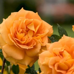 'Goldelse'® Rosa X 'Goldelse'® (Buketrose) A-Kvalitet,- Barrods Roser Min. 3 Grene -Tilbud Lys Haven Butik p12826 53973 rosa x goldelse buketrose a906