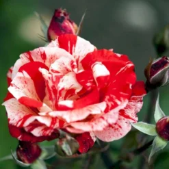 'Hanky Panky' Rosa X 'Hanky Panky' (Buketrose) A-Kvalitet,- Barrods Roser Min. 3 Grene